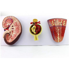 Kidney Section with Renal Nephron and Renal Corpuscle